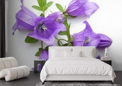 purple bell flower heads, isolated on white background, macro, campanula patula Wall mural