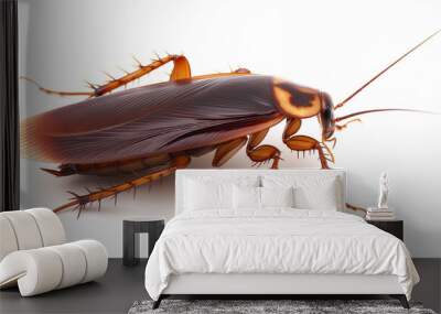 white background cockroach Wall mural