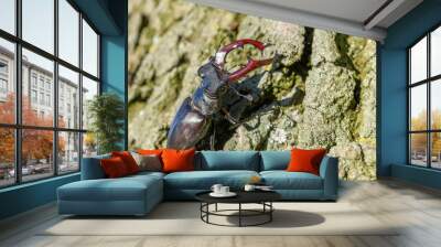 Kite stag beetle  on the trunk of an oak tree in spring. Wall mural