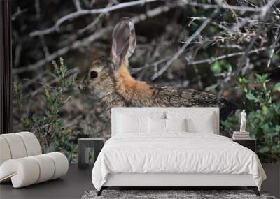 Black-tailed Jackrabbit Wall mural