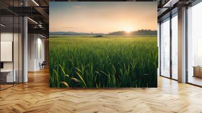 field of wheat Wall mural