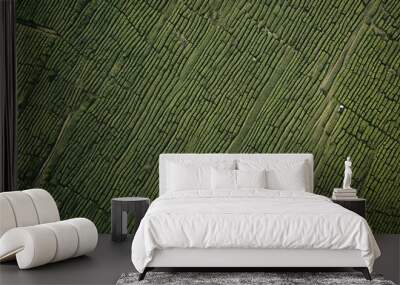 green wood texture Wall mural