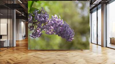 Blossom lilac close up Wall mural