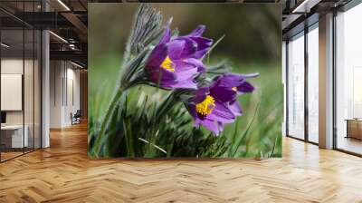 Shiny Pasque flowers Wall mural