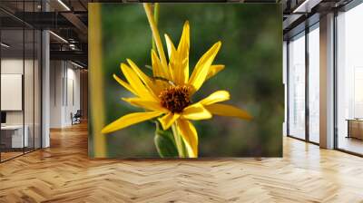 Yellow flower closeup Wall mural