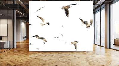 seagulls - flock of seagull bird isolated on clear background Wall mural