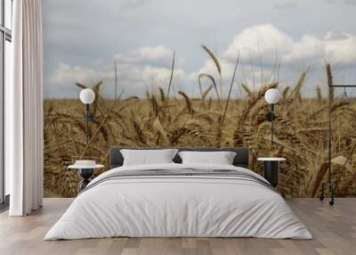 wheat field Wall mural