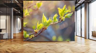 closeup of young leaves on a tree with a bokeh background. Wall mural