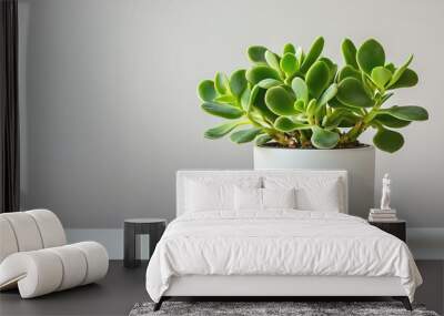 A simple jade plant in a white pot on a clean surface Wall mural