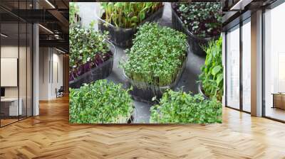 Differend types of  Microgreens Wall mural