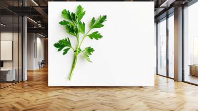 Fresh leaf of parsley on white background. Healty green food. Herb favor Wall mural