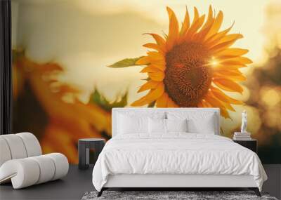 Blooming sunflower crops in cultivated field Wall mural