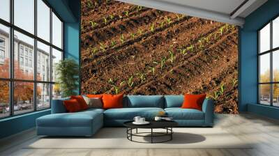 Corn seedlings in field, fresh green maize sprouts on agricultural plantation Wall mural