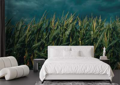 Dark stormy clouds over tasseling corn crop plantation field in summer Wall mural