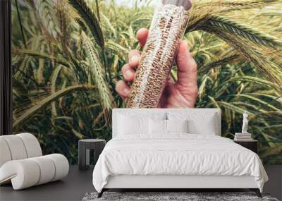 Farm worker agronomist holding plastic tube with rye grain sample, selective focus Wall mural