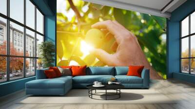 Farmer examining walnut fruit grown in organic garden Wall mural