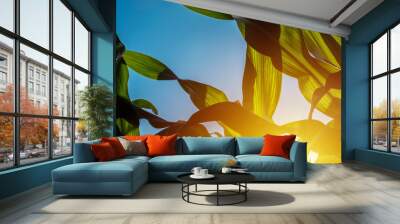 Green corn maize crop leaves in sunset, close up Wall mural