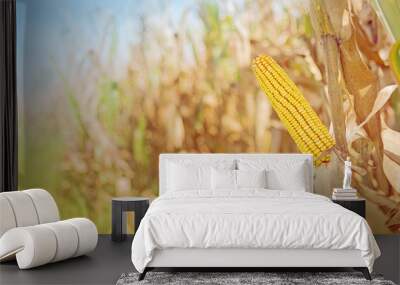 ripe maize corn on the cob Wall mural