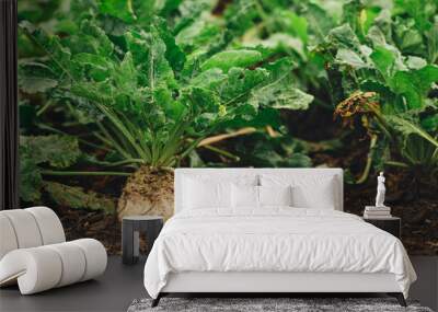 Sugar beet root crop organically grown Wall mural