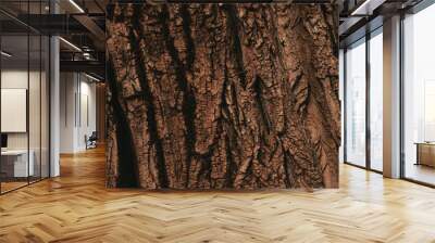 Tree bark texture pattern, old maple wood trunk as background Wall mural