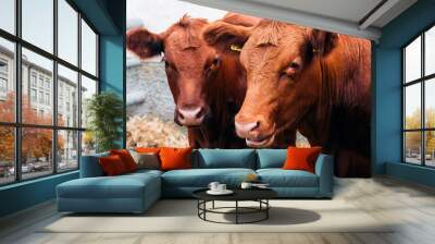 Two female limousin cows on farm Wall mural