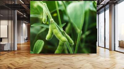 Unripe organic soybean pods Wall mural