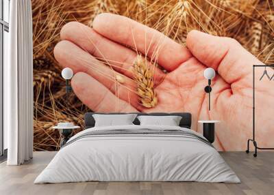 Wheat grains are ready for harvest Wall mural