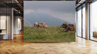 two cows relaxing on the hill Wall mural