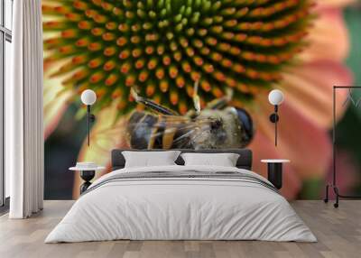 Detailed close up of a bee on Echinacea purpurea eastern pink or purple coneflower drinking nectar and gathering pollen Wall mural