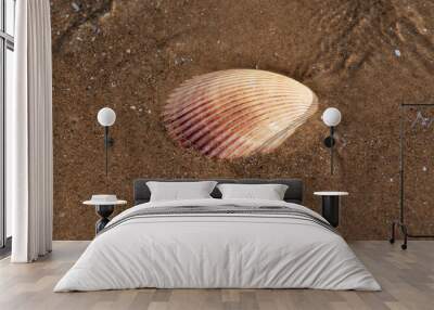 Scallop Shell  on wet sand on the beach at sunrise. Pectinidae. Natural Seashell. Vacation concept. Wall mural