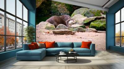 Otters in the wild Wall mural