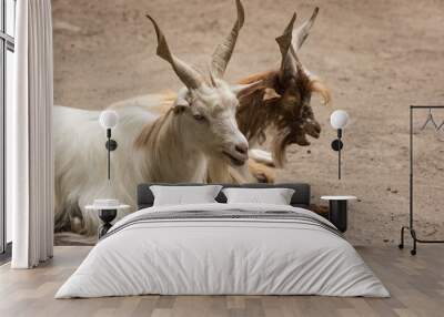 Closeup of two Girgentana goats lying on the dirt ground Wall mural