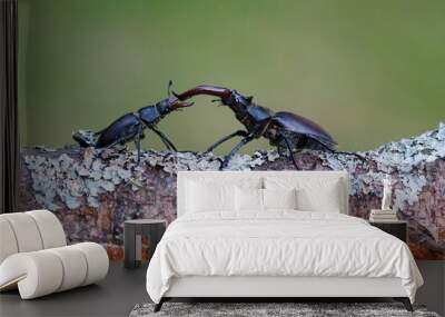 Shot of male stag beetle engaged in battle on a log Wall mural