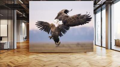 View of two white tailed eagles are fighting in mid air on a blurred background Wall mural