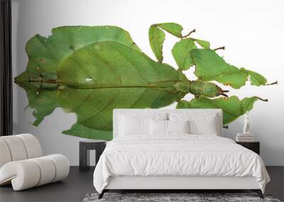 Gray's leaf insect (Pulchriphyllium bioculatum) isolated on white background Wall mural