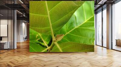 green leaf macro Wall mural