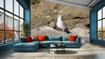 The seagull living on the sea coast under the southern sun does not need a vacation. Every day of her usual life, like a vacation. Wall mural