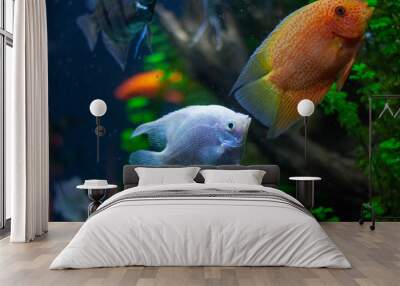 Angelfish freshwater aquarium fish Wall mural