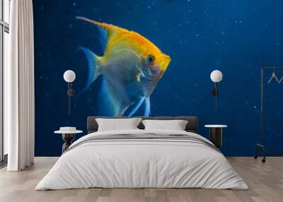 Angelfish freshwater aquarium fish Wall mural