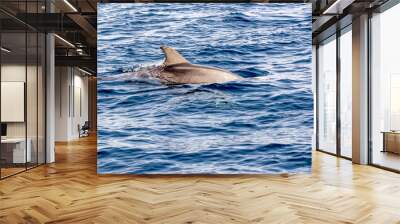 Bottlenose dolphins  Wall mural