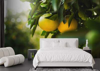 Grapefruits on the tree Wall mural