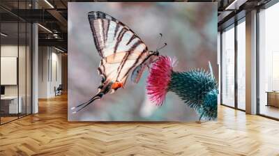 Beautiful butterfly sitting on flower  Wall mural