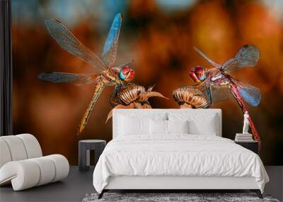 Beautiful dragonfly sitting on flower in a summer garden Wall mural