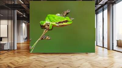 Beautiful Europaean Tree frog Hyla arborea  Wall mural