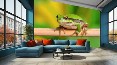 Beautiful Europaean Tree frog Hyla arborea - Stock Image Wall mural