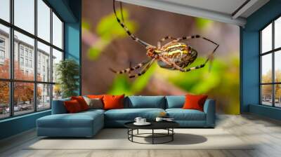 Beautiful spider feasting grasshopper on a spider web . Macro photo. Wall mural