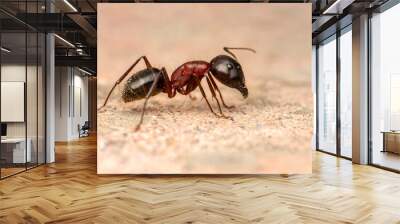 Beautiful Strong jaws of red ant close-up Wall mural