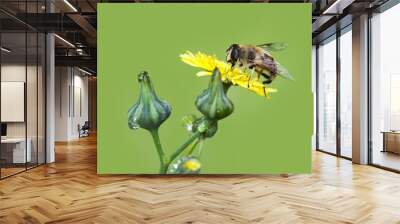 bee macro in green nature Wall mural