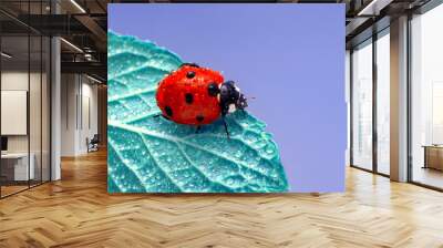 Extreme macro shots, Beautiful ladybug on flower leaf defocused background. Wall mural