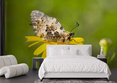 Macro shots, Beautiful nature scene. Closeup beautiful butterfly sitting on the flower in a summer garden. Wall mural